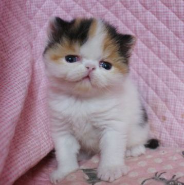 エキゾチックショートヘア【静岡県・女の子・2016年1月4日・キャリコ】の写真「きれいなカラー・瞳が大きなかわいい女の子」