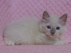 ラグドール【静岡県・男の子・2013年6月1日・ブルーポイントミテッド】の写真「」