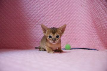 アビシニアン【静岡県・女の子・2018年1月19日・ルディ】の写真「綺麗なカラーかわいい女の子」