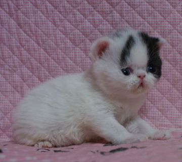 エキゾチックショートヘア【静岡県・男の子・2016年1月4日・ブラック&ホワイト】の写真「瞳が大きなかわいい男の子」