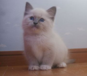 ラグドール【静岡県・男の子・2015年1月7日・ブルーポイントミテッド】の写真「瞳が大きなかわいい男の子」
