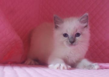 ラグドール【静岡県・男の子・2015年1月7日・ブルーポイントミテッド】の写真「瞳が大きなかわいい男の子」