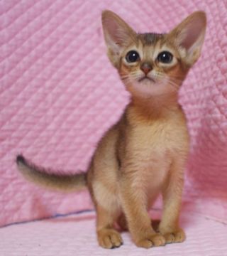 アビシニアン【静岡県・女の子・2018年2月24日・ルディ】の写真「瞳が大きなかわいい女の子」