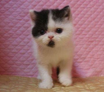 エキゾチックショートヘア【静岡県・男の子・2018年2月14日・ブラック&ホワイト】の写真「丸顔のかわいい男の子」