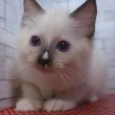 ラグドール【静岡県・男の子・2022年9月24日・シールポイントミテッド】の写真1