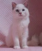 ラグドール【静岡県・女の子・2021年4月1日・ブルークリームポイントバイカラー】の写真1