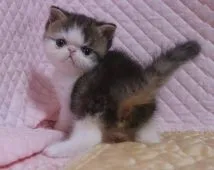 エキゾチックショートヘア【静岡県・女の子・2022年4月11日・ブラウンタビー&ホワイト】の写真2