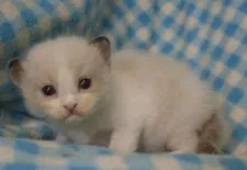 ラグドール【静岡県・男の子・2015年7月16日・シールポイントバイカラー】の写真2