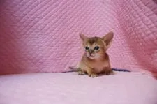 アビシニアン【静岡県・女の子・2018年1月19日・ルディ】の写真2