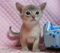 アビシニアン【静岡県・男の子・2017年2月21日・ブルー】の写真2