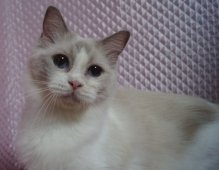 ラグドール【・女の子・2024年2月5日・ブルーポイントバイカラー】