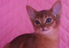 アビシニアン【静岡県・女の子・2020年11月5日・ルディ】の写真4