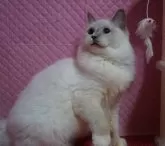 ラグドール【静岡県・女の子・2024年6月6日・ブルーポイントミテッド】の写真4