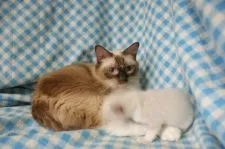 ラグドール【静岡県・男の子・2015年7月16日・シールポイントバイカラー】の写真4「ママです」