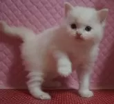 ラグドール【静岡県・男の子・2024年10月4日・クリームポイントバイカラー】の写真4