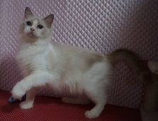 ラグドール【・女の子・2024年2月5日・ブルーポイントバイカラー】