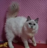 ラグドール【静岡県・女の子・2024年6月6日・ブルーポイントミテッド】の写真5