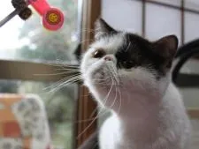 ペルシャ【静岡県・男の子・2015年11月7日・】の写真5「ママです」