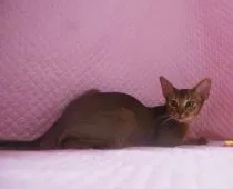 アビシニアン【静岡県・男の子・2017年2月21日・ブルー】の写真5