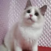 ラグドール【静岡県・女の子・2025年8月7日・ブルーポイントバイカラー】の写真10