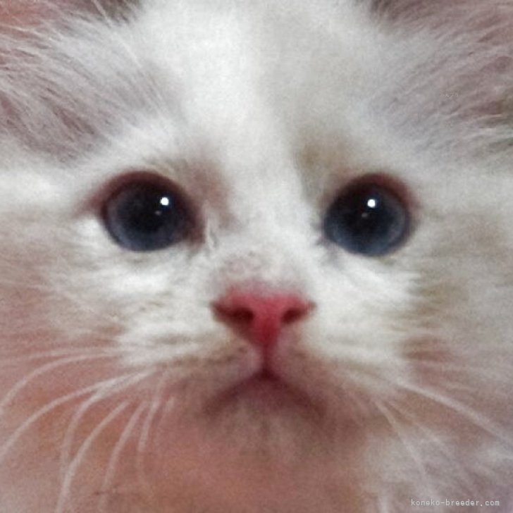 ブリーダー画像