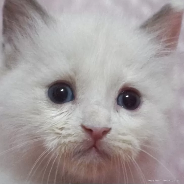 ラグドール【静岡県・男の子・2025年8月5日・ブルーポイントバイカラー】の写真1