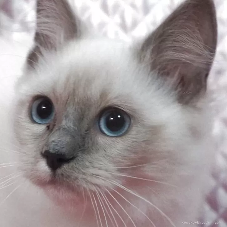 ラグドール【静岡県・女の子・2025年8月7日・ブルーポイントミデット】の写真1