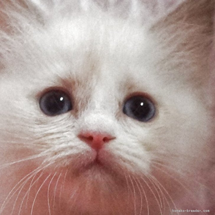 ブリーダー画像