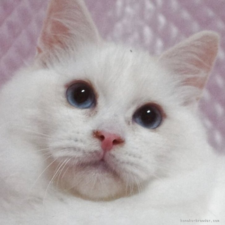 ブリーダー画像