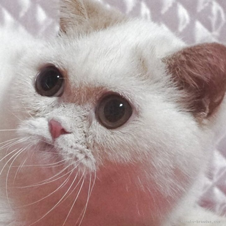 ブリーダー画像