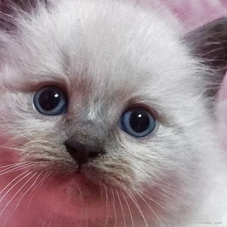 ID：2504-02809の子猫