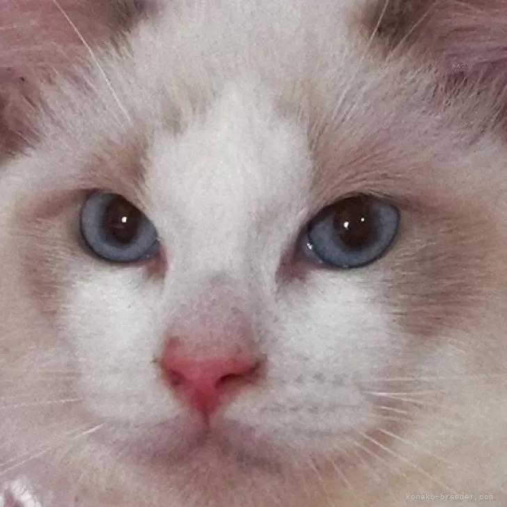 ID:2507-00677の子猫