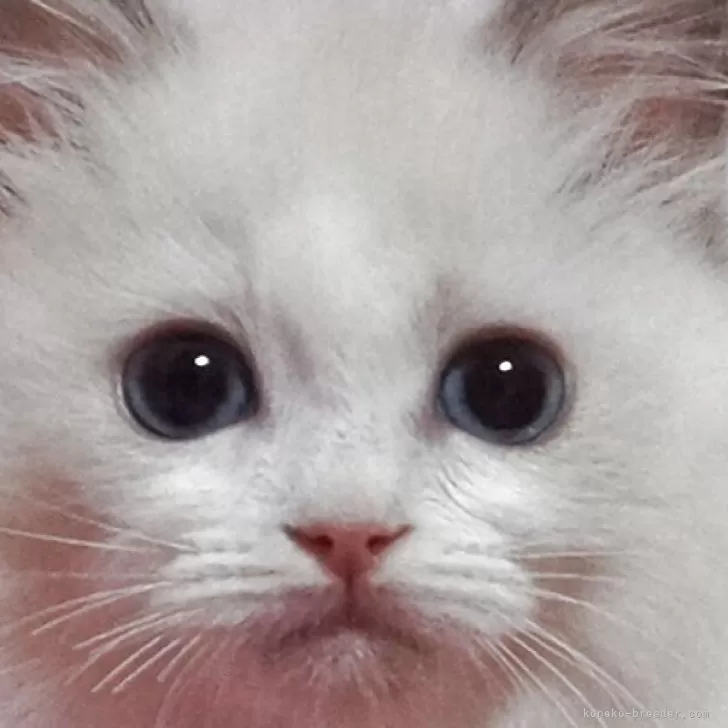 ラグドール【静岡県・女の子・2025年6月18日・ブルーポイントバイカラー】の写真1