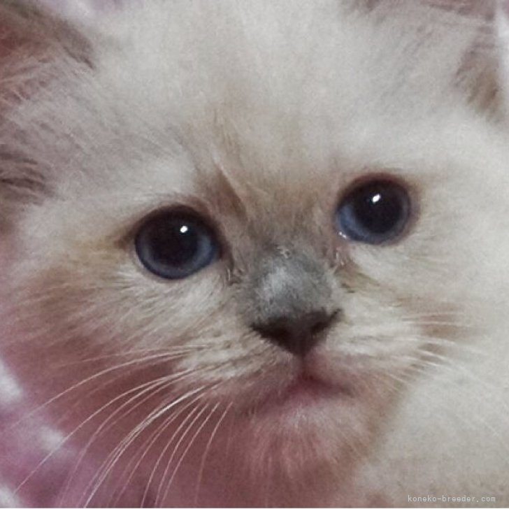 ブリーダー画像