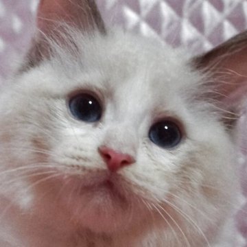 ラグドール【静岡県・女の子・2025年3月17日・ブルークリームポイントバイカラー】の写真「大きな瞳　可愛い女の子」