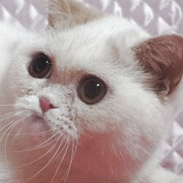 エキゾチックショートヘア【静岡県・男の子・2025年3月1日・クリーム&ホワイト】の写真「大きな瞳　かわいい坊や」