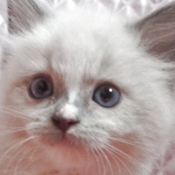 ラグドール【静岡県・女の子・2025年12月1日・ブルーポイントミデット】の写真「大きな瞳の女の子」