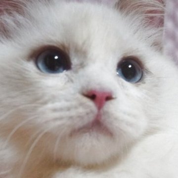 ラグドール【静岡県・男の子・2025年6月24日・ブルーポイントバイカラー】の写真「丸顔の可愛い男の子」