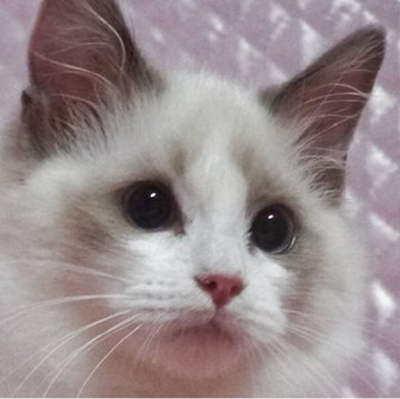 ラグドール【静岡県・女の子・2025年8月7日・ブルーポイントバイカラー】の写真「大きな瞳の女の子」