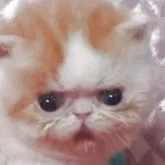 エキゾチックショートヘア