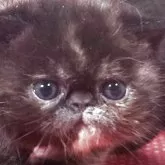 エキゾチックショートヘア