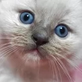 ラグドール【静岡県・男の子・2025年3月17日・ブルーポイントミテット】の写真1