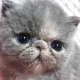 エキゾチックショートヘア