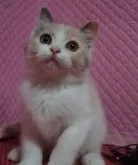 父エキゾチックショートヘア×母ラグドール【静岡県・女の子・2025年1月31日・ダイリュートキャリコ】の写真2