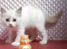 ラグドール【静岡県・女の子・2025年8月7日・ブルーポイントバイカラー】の写真2