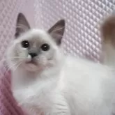 ラグドール【静岡県・女の子・2025年8月7日・ブルーポイントミデット】の写真3