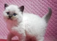 ラグドール【静岡県・男の子・2025年3月17日・ブルーポイントミテット】の写真3