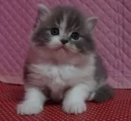 父エキゾチックショートヘア×母ラグドール【静岡県・女の子・2025年1月31日・ブルーアンドホワイト】の写真4