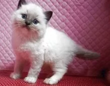 ラグドール【静岡県・男の子・2025年3月17日・ブルーポイントミテット】の写真4