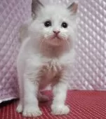 ラグドール【静岡県・男の子・2025年8月5日・ブルーポイントバイカラー】の写真5